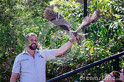 Nimble kites bird is about to fly from bird trainer hand in Flight Birds show at Taronga Zoo. Editorial Stock Photo